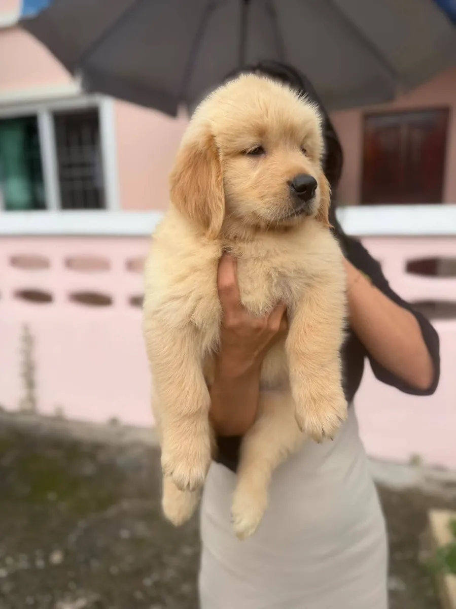 Spotted golden retriever