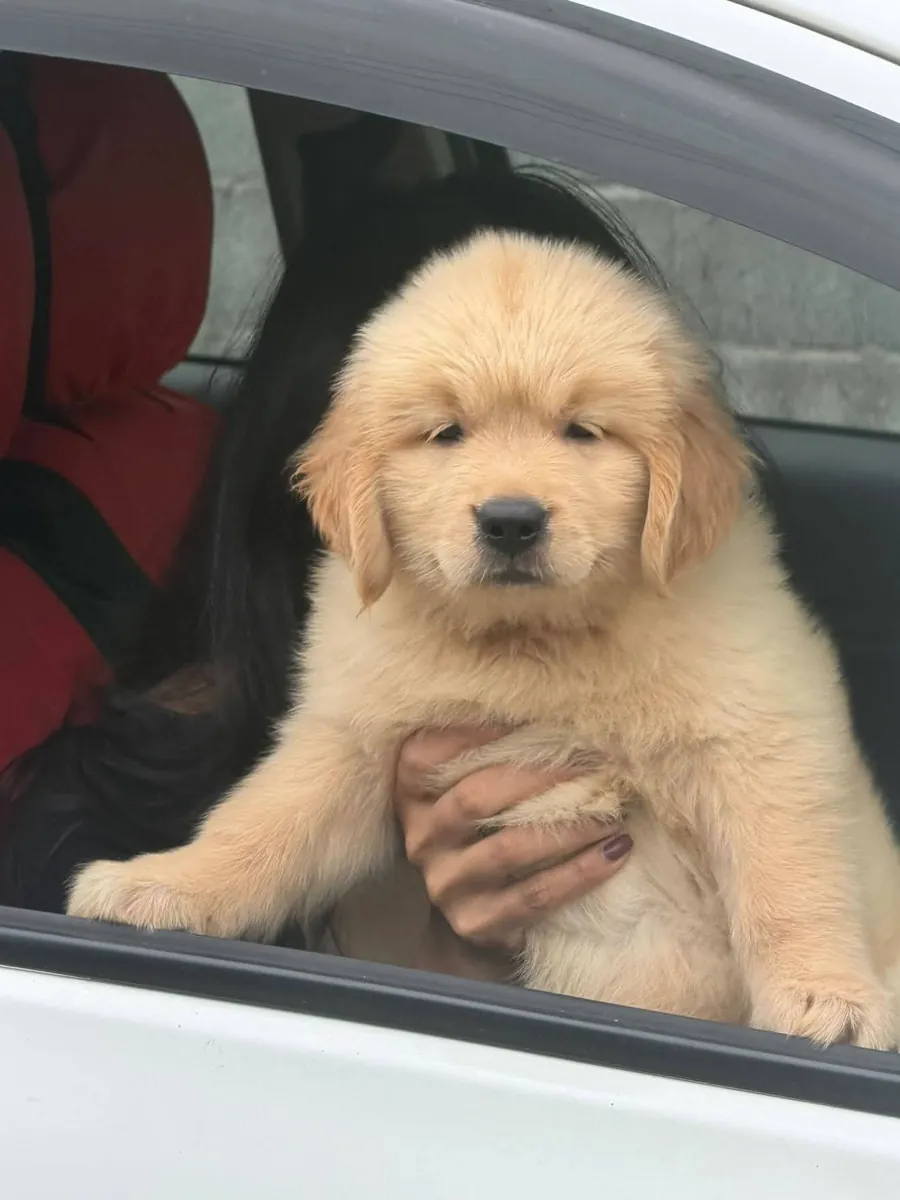 Spotted golden retriever