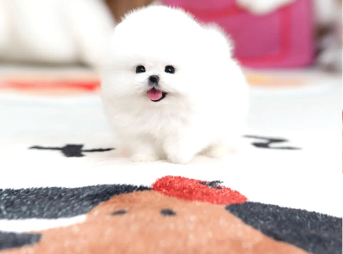 Самец померанского шпица, выращенный в домашней обстановке.