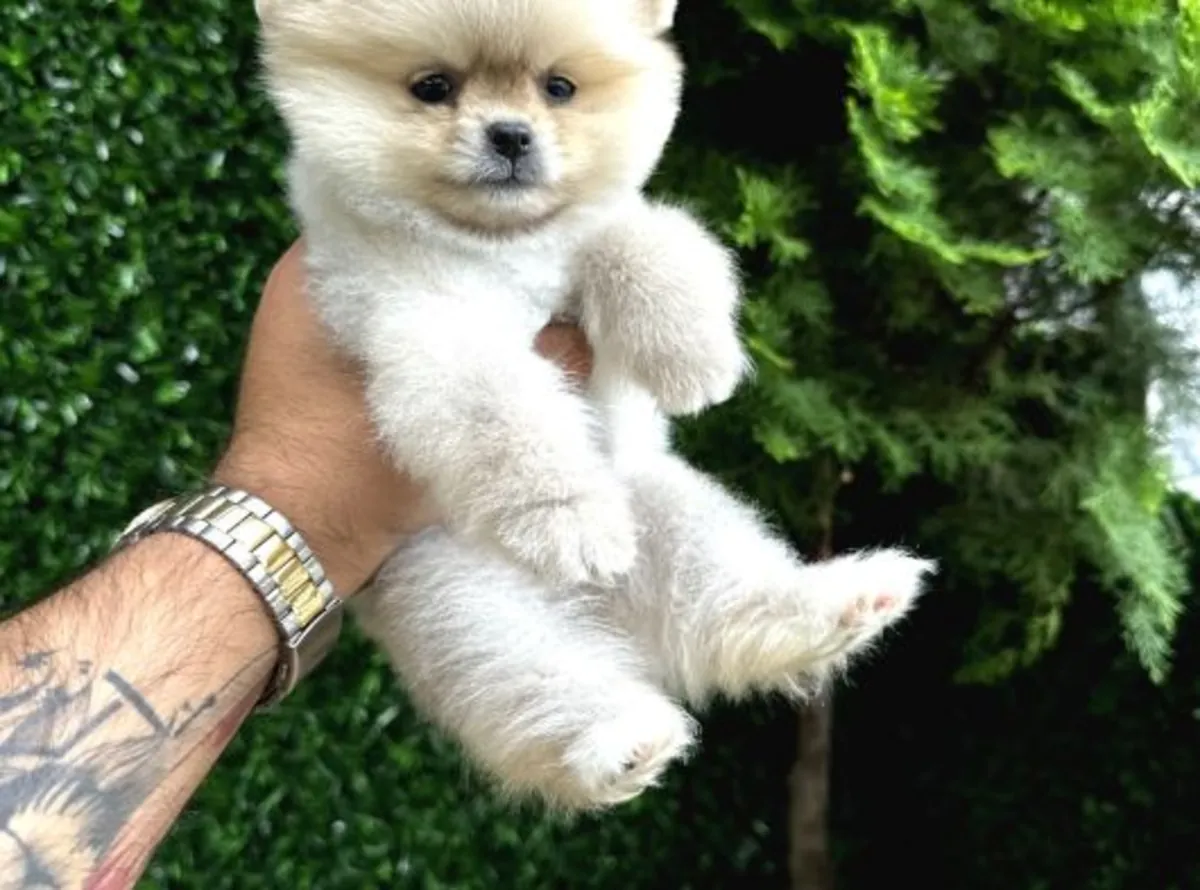 Un Poméranien mâle bien élevé cherche un nouveau foyer.