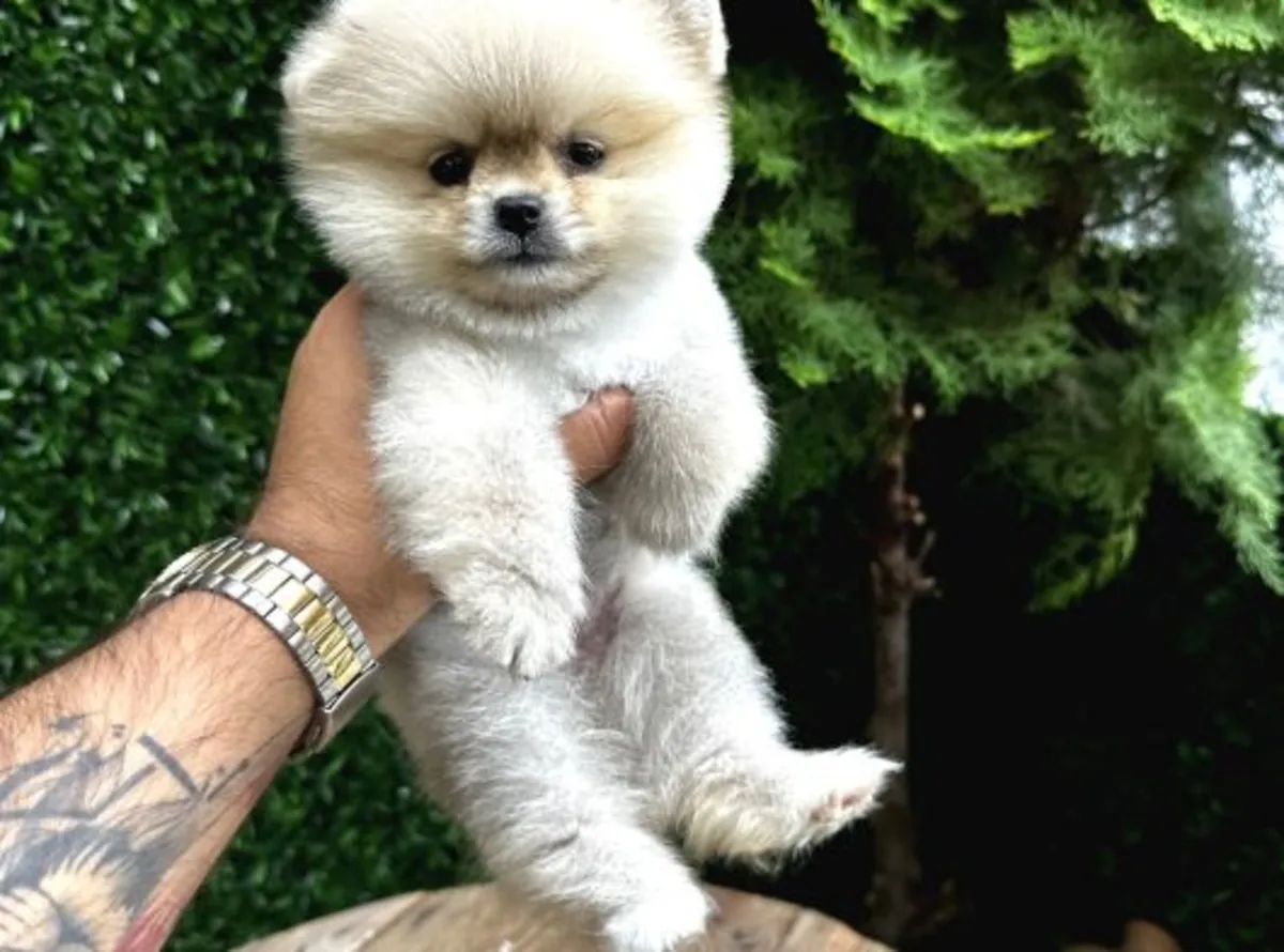 Un Poméranien mâle bien élevé cherche un nouveau foyer.