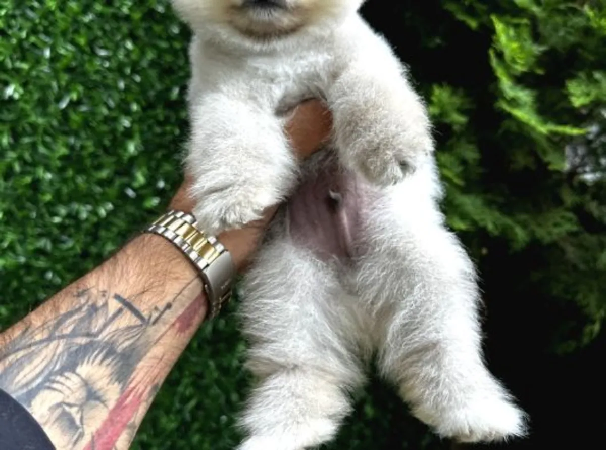 Un Poméranien mâle bien élevé cherche un nouveau foyer.