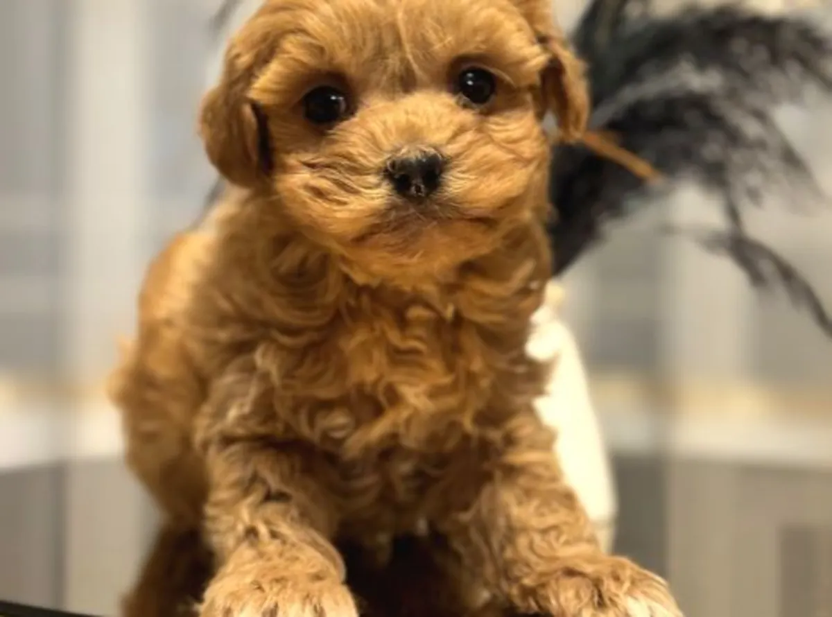 Caniche nain mâle élevé à la maison