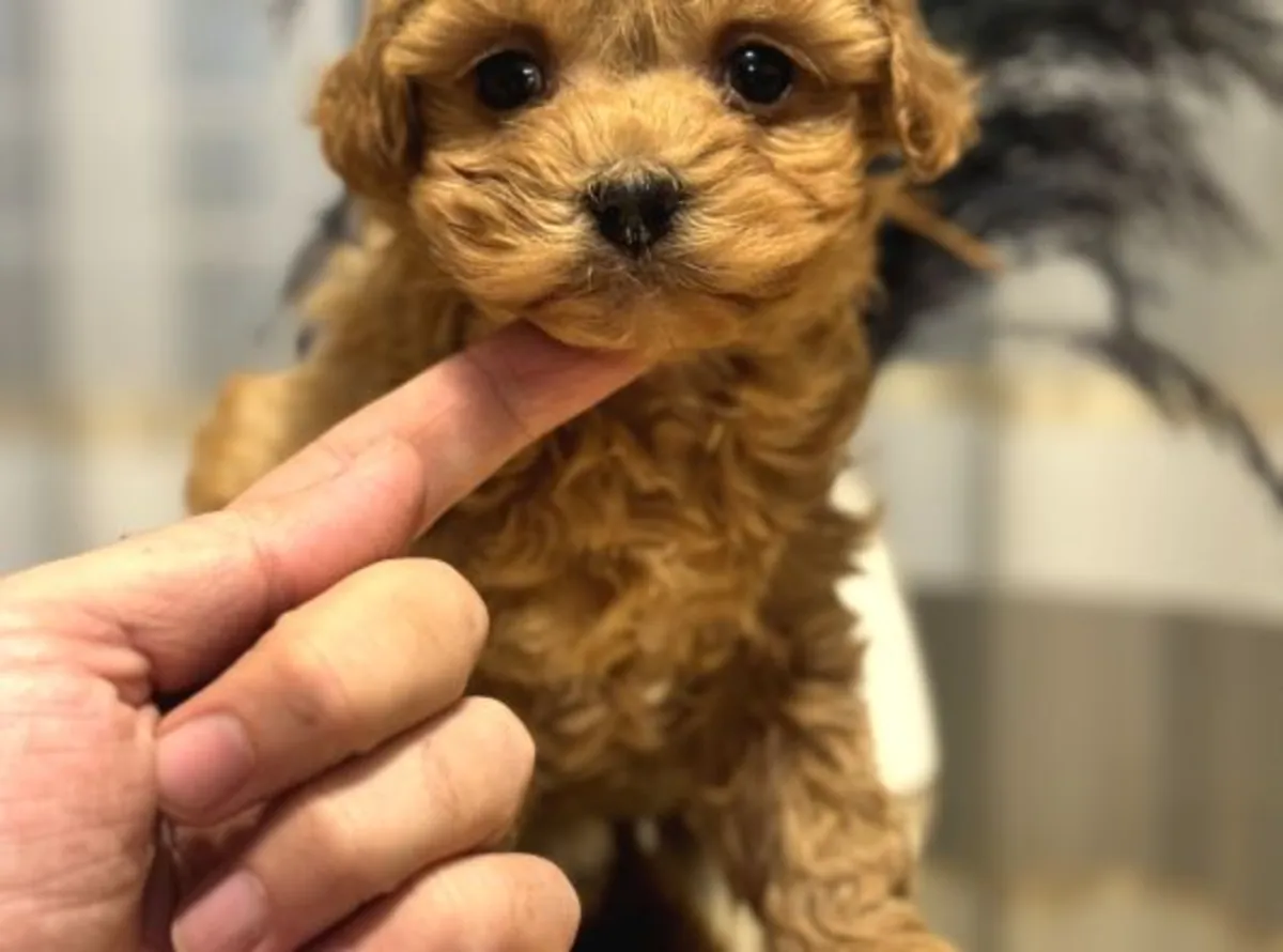 Caniche nain mâle élevé à la maison