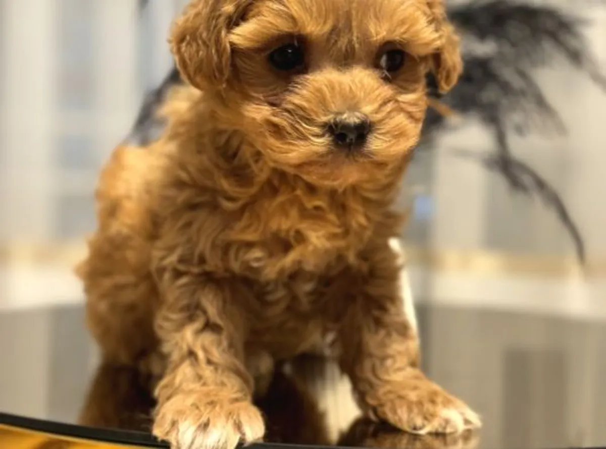 Caniche nain mâle élevé à la maison