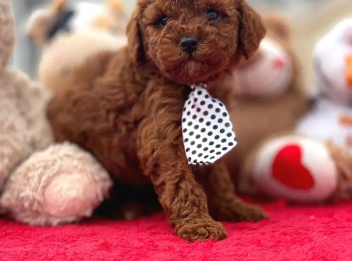 Une femelle caniche calme est disponible à l'adoption.