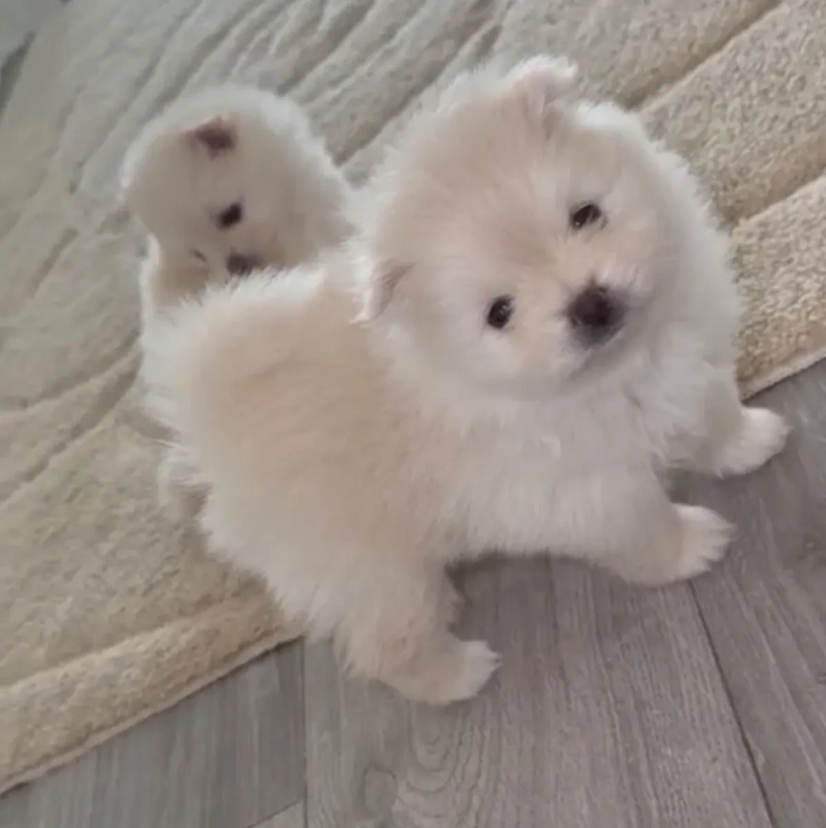 博美犬：1只雌性，1只雄性