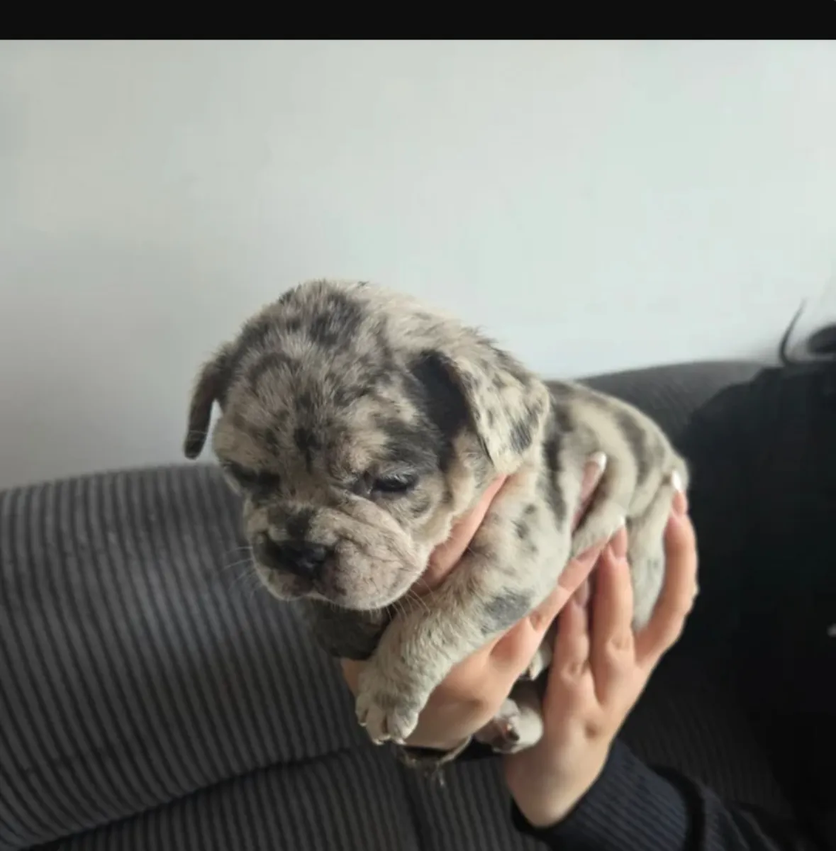 Chiots Bouledogue Français (lignée Apollo)