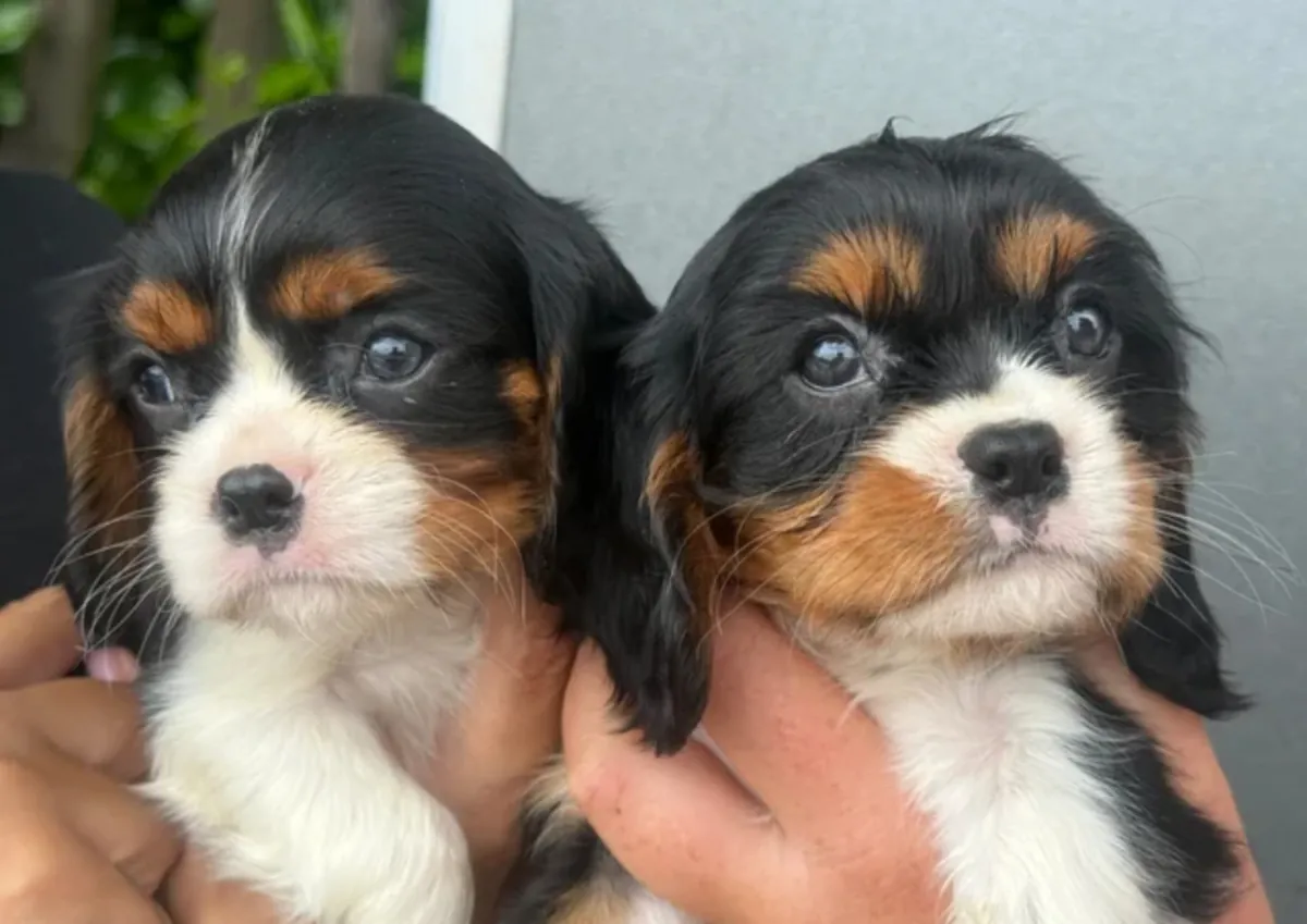 Adorables chiots Cavalier King Charles 🩷💙