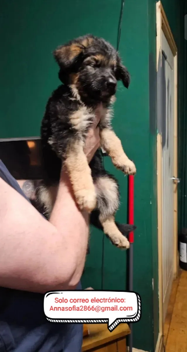 Cachorros de pastor alemán para adopción