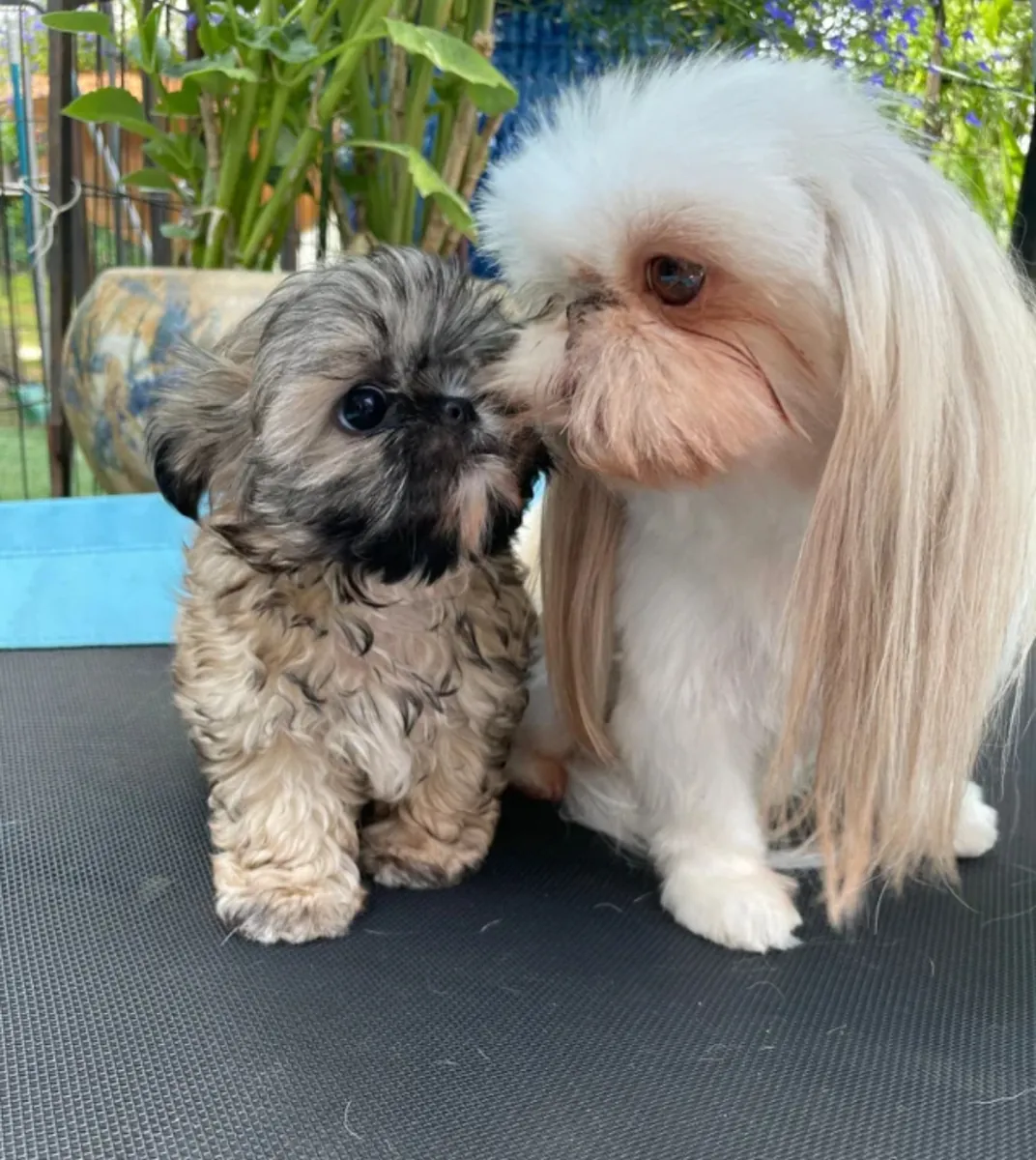 Hermosos Karashishi Shih-Tzus
