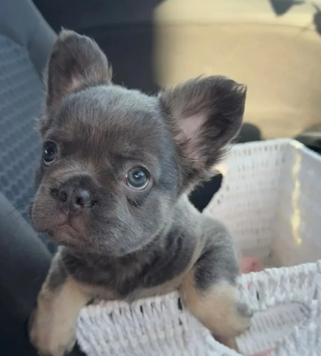MAGNIFIQUE BOULEDOGUE À POIL DOUCE FRANCESE