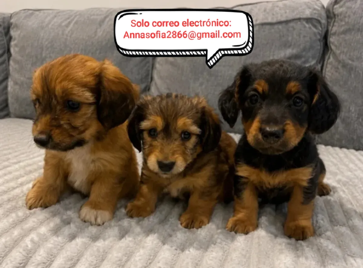 Adorables cachorros de Dachshund para adopción