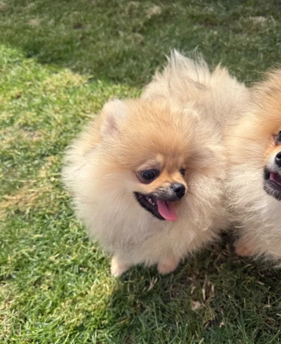 泰迪熊面霜。博美犬女孩