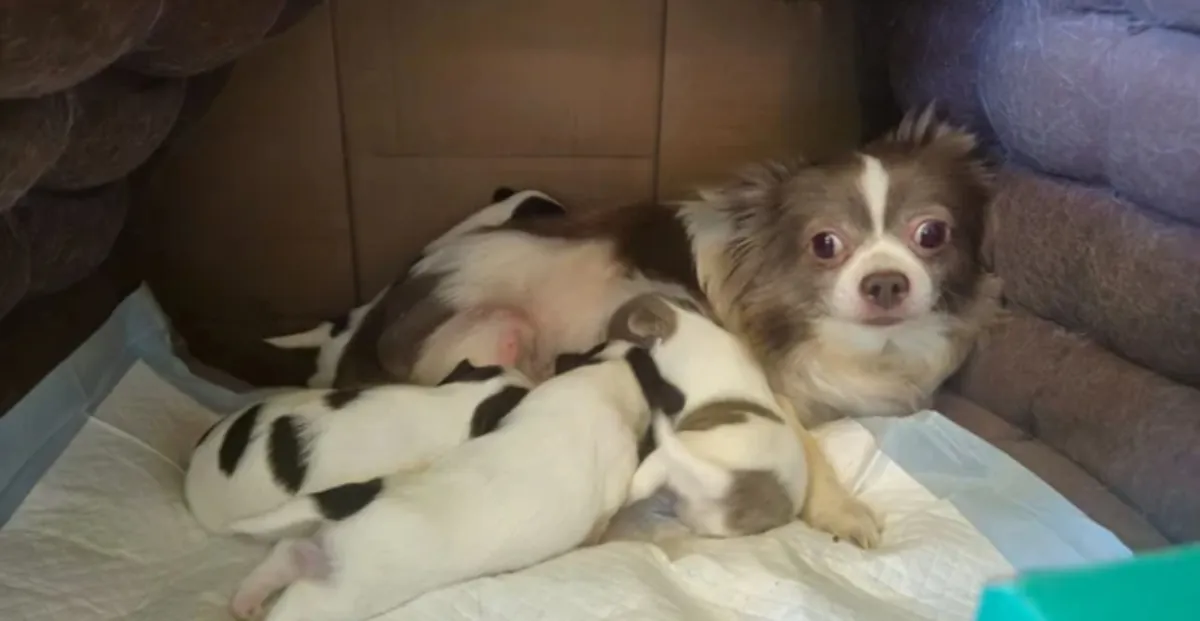 Full pedigree long coat chihuahua lilac/cocolate
