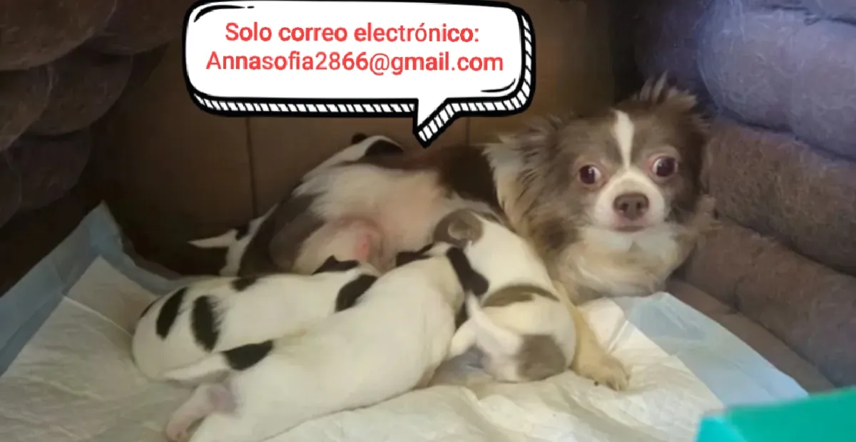 Adorables cachorros de chihuahua para adopción