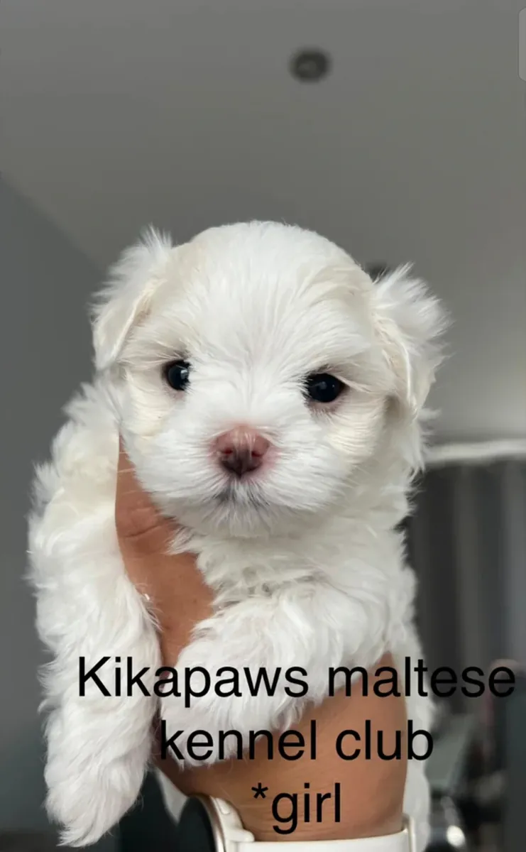 Kikapaws Maltese puppies