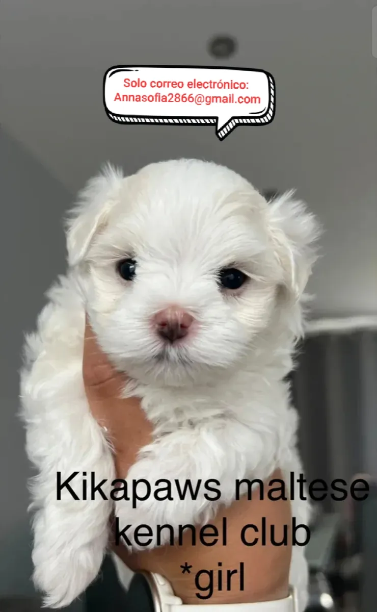 Cachorros malteses en adopción