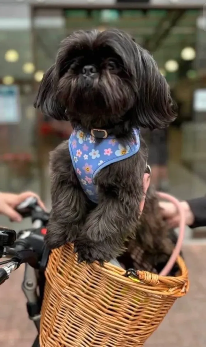 Imperial Shih Tzu