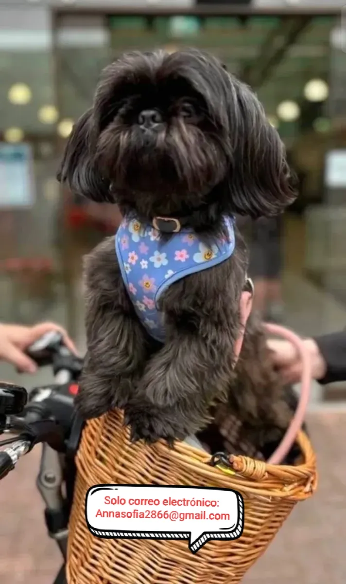 Cachorro Shih Tzu para su adopción