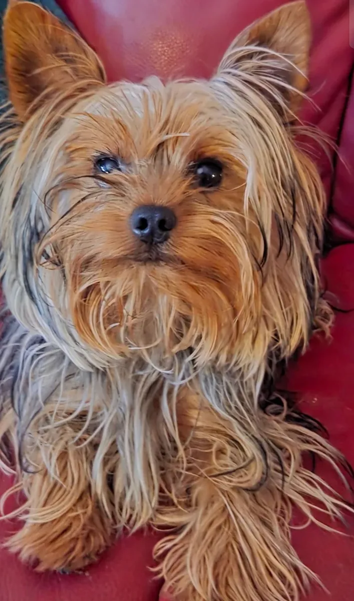 Hermosas niñas Yorkshire Terrier