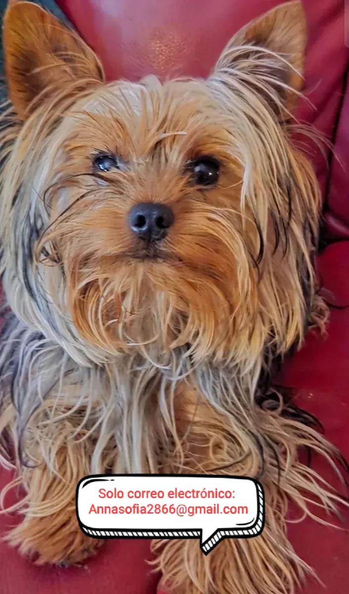 Cachorros de Yorkshire Terrier para adopción