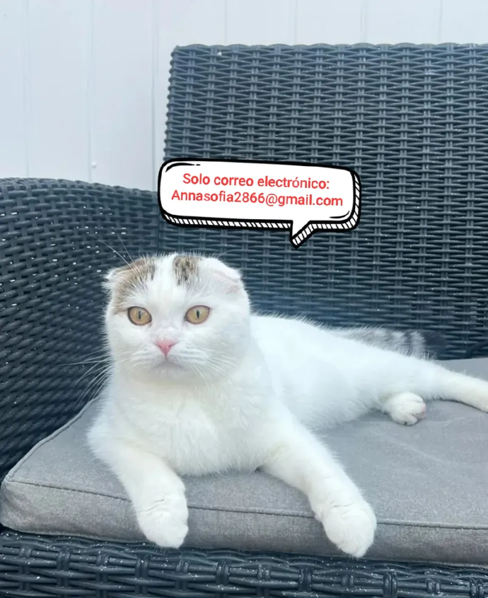 Colgante escocés para adopción