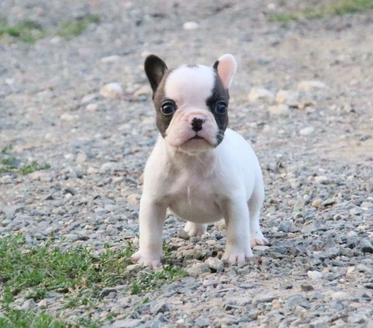 chiot bouledogue francais a donner