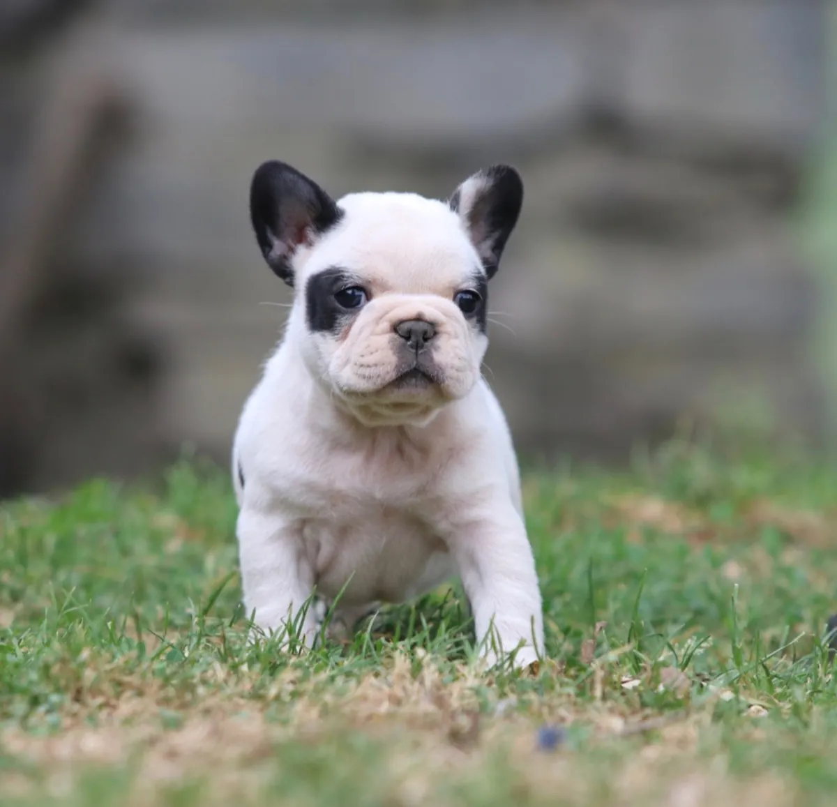 Magnifique chiot bouledogue francais a donner