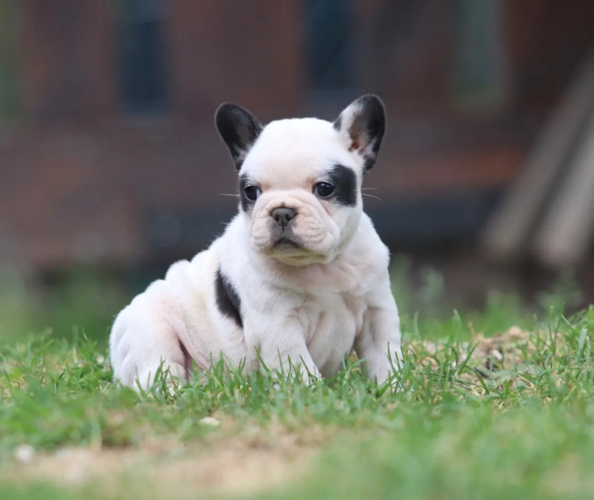 a ceder chiot bouledogue francais 