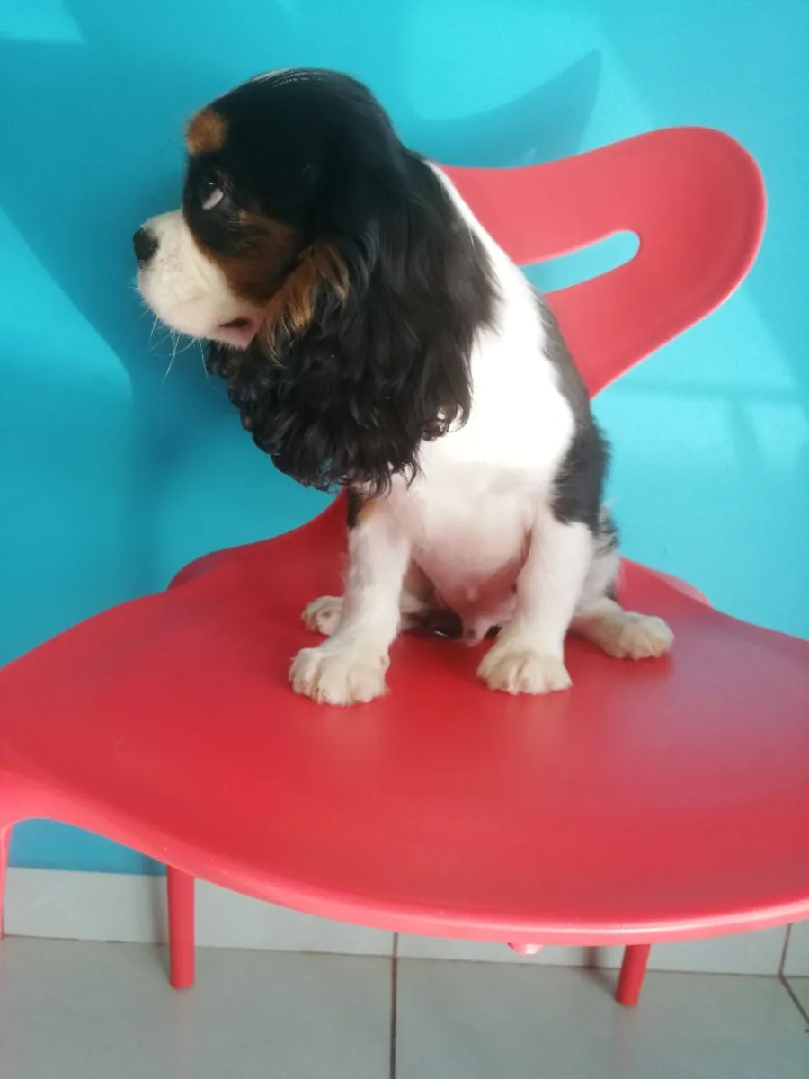 superbe chiot cavarlier charles kings a ceder