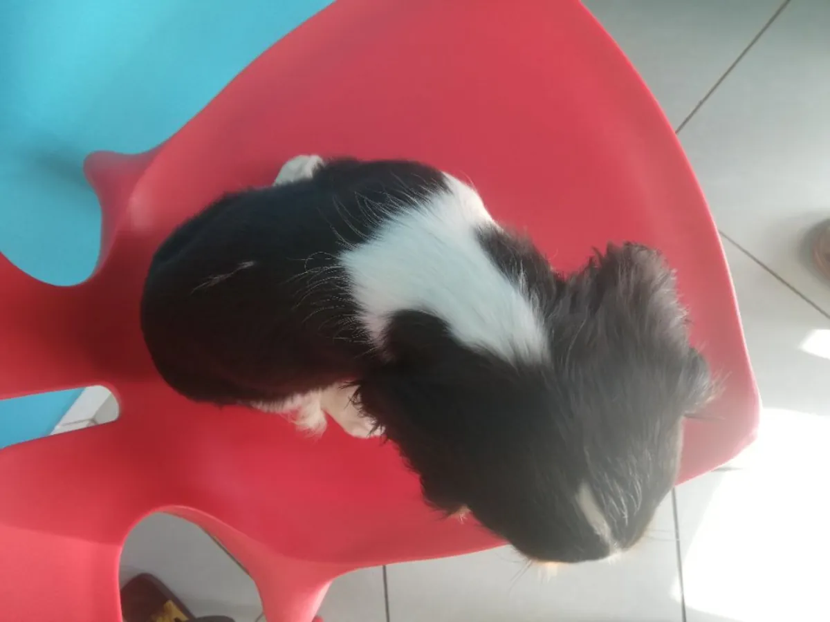 漂亮的查理王小猎犬幼犬待领养