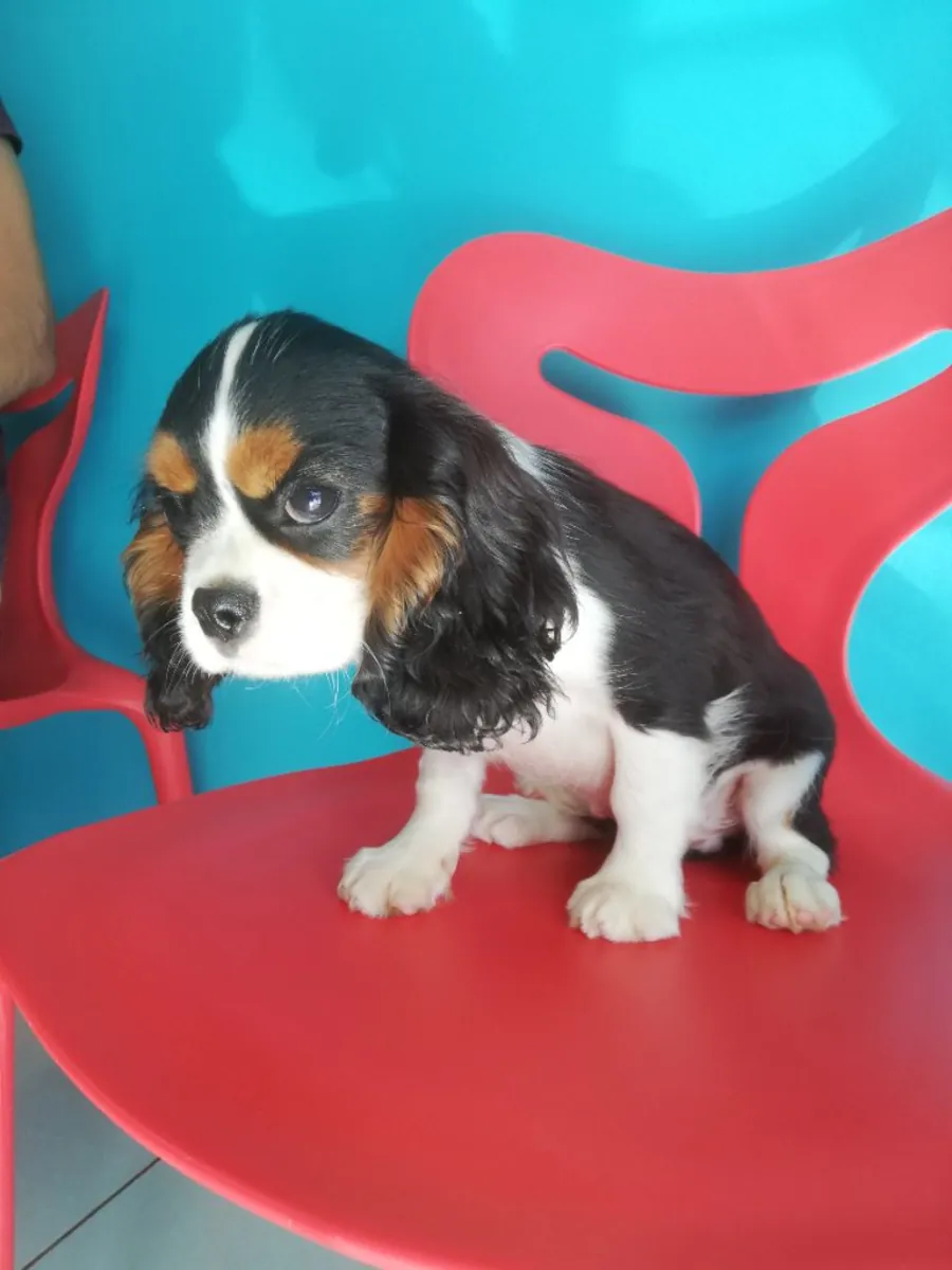 superbe chiot cavarlier a donner
