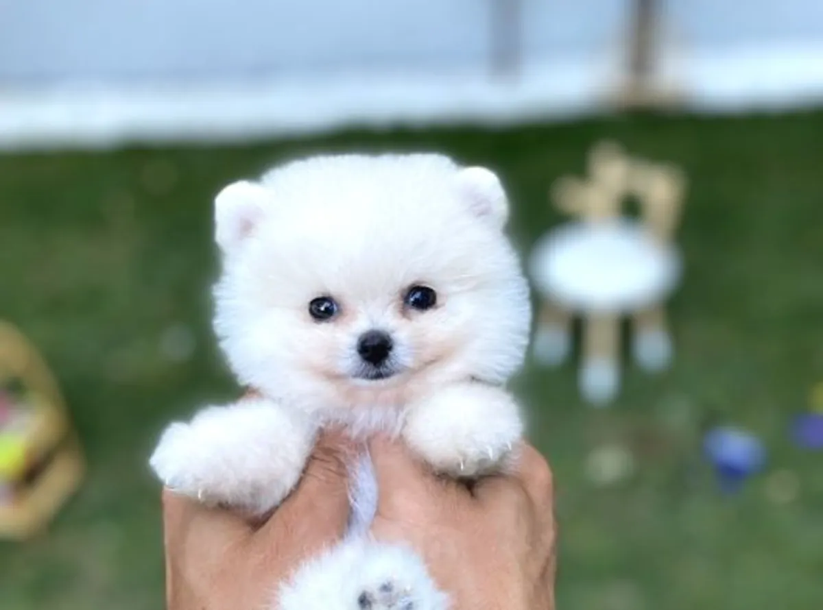 Magnifique mâle Poméranien blanc - Propre !