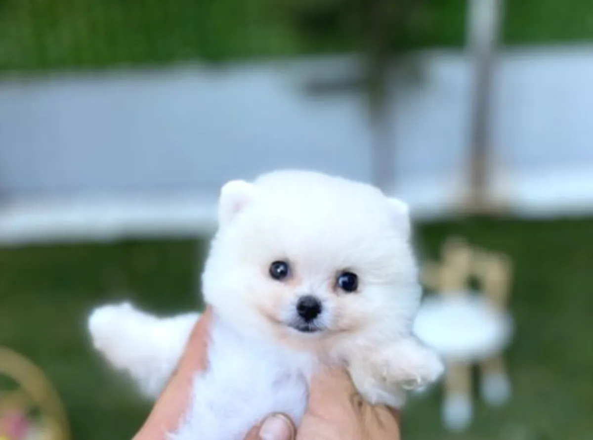 Magnifique mâle Poméranien blanc - Propre !