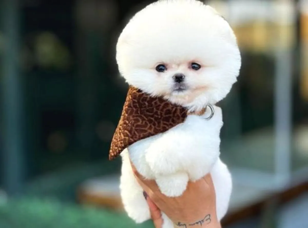 Чисто белая самка померанского шпица - бесплатно отдается только в надежную семью.