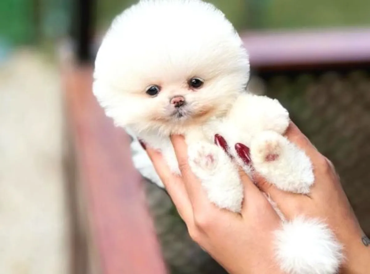 Чисто белая самка померанского шпица - бесплатно отдается только в надежную семью.