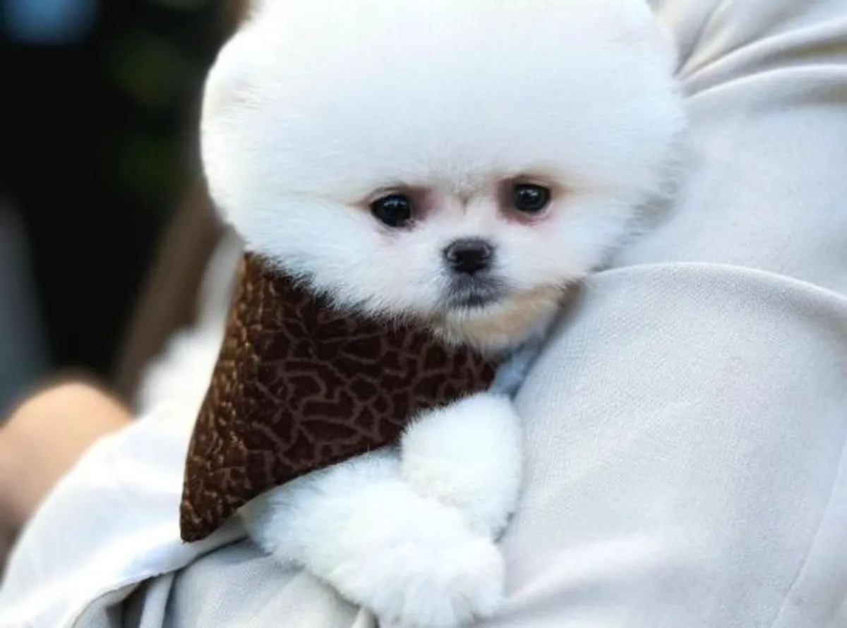 Чисто белая самка померанского шпица - бесплатно отдается только в надежную семью.