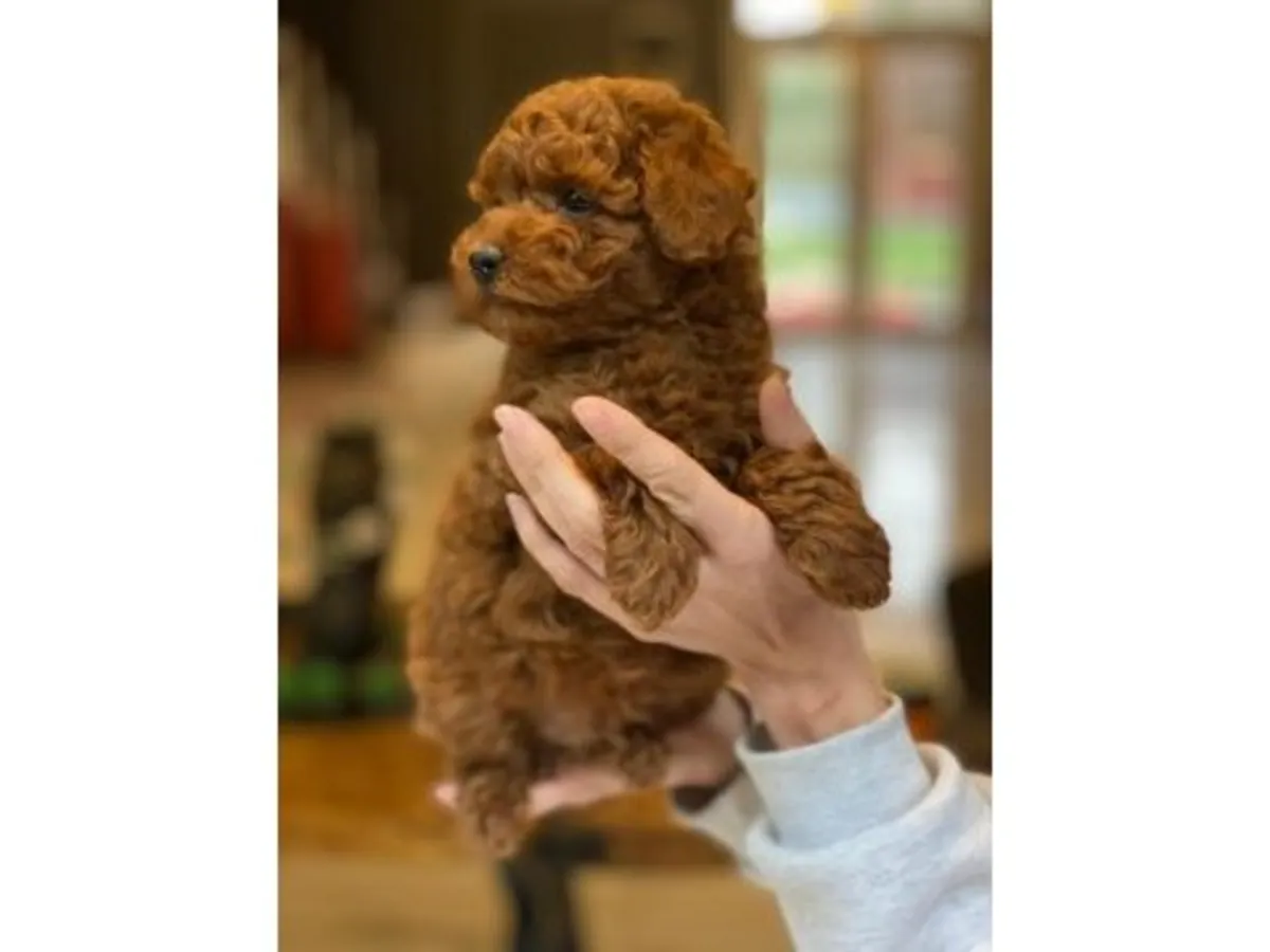 Caniche nain femelle couleur abricot - Ne perd pas ses poils, intelligente et docile