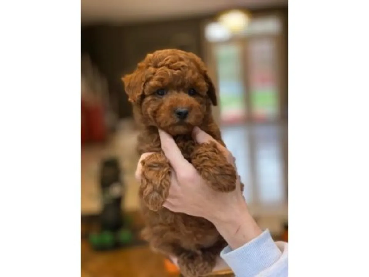 Caniche nain femelle couleur abricot - Ne perd pas ses poils, intelligente et docile