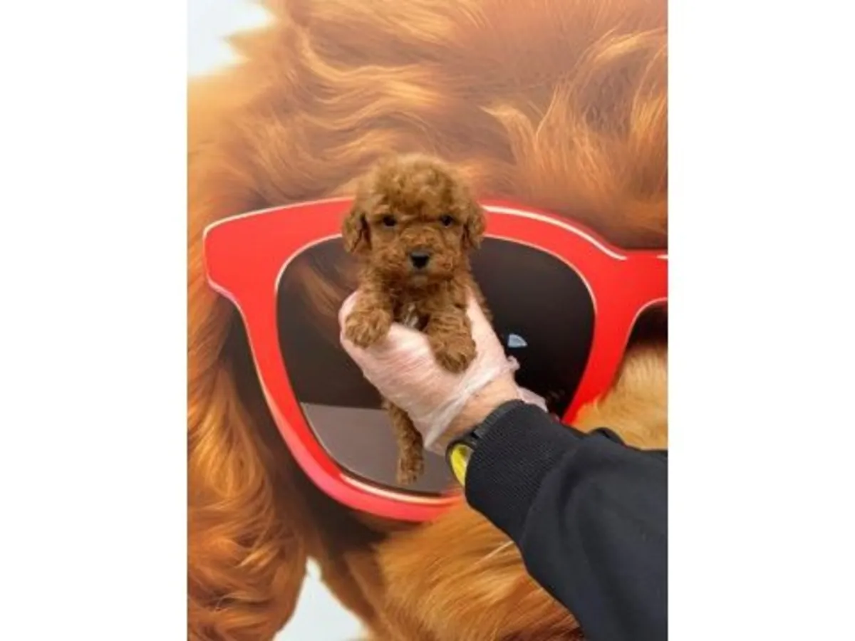 Заголовок объявления: Потрясающе красивый кобель померанского шпица оранжево-соболиного окраса — приучен к туалету!