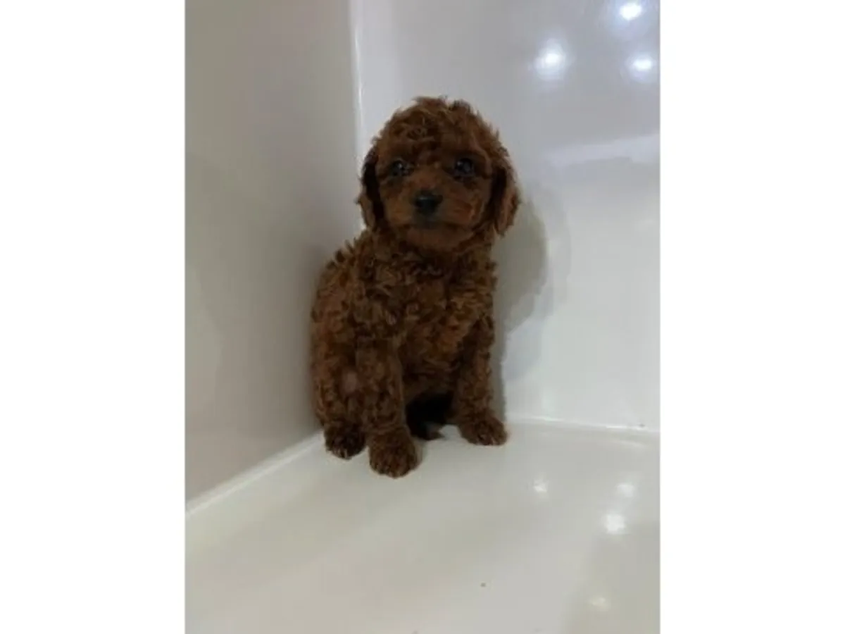 Заголовок объявления: Потрясающе красивый кобель померанского шпица оранжево-соболиного окраса — приучен к туалету!