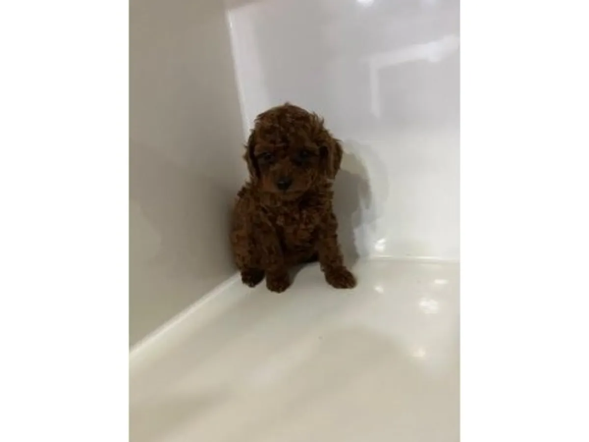 Заголовок объявления: Потрясающе красивый кобель померанского шпица оранжево-соболиного окраса — приучен к туалету!