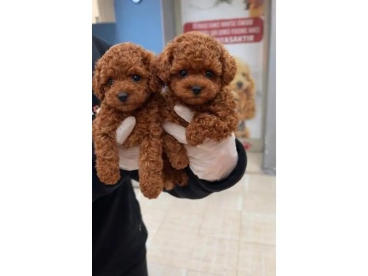 Темно-коричневая самка померанского шпица - отдается бесплатно только в надежную семью.