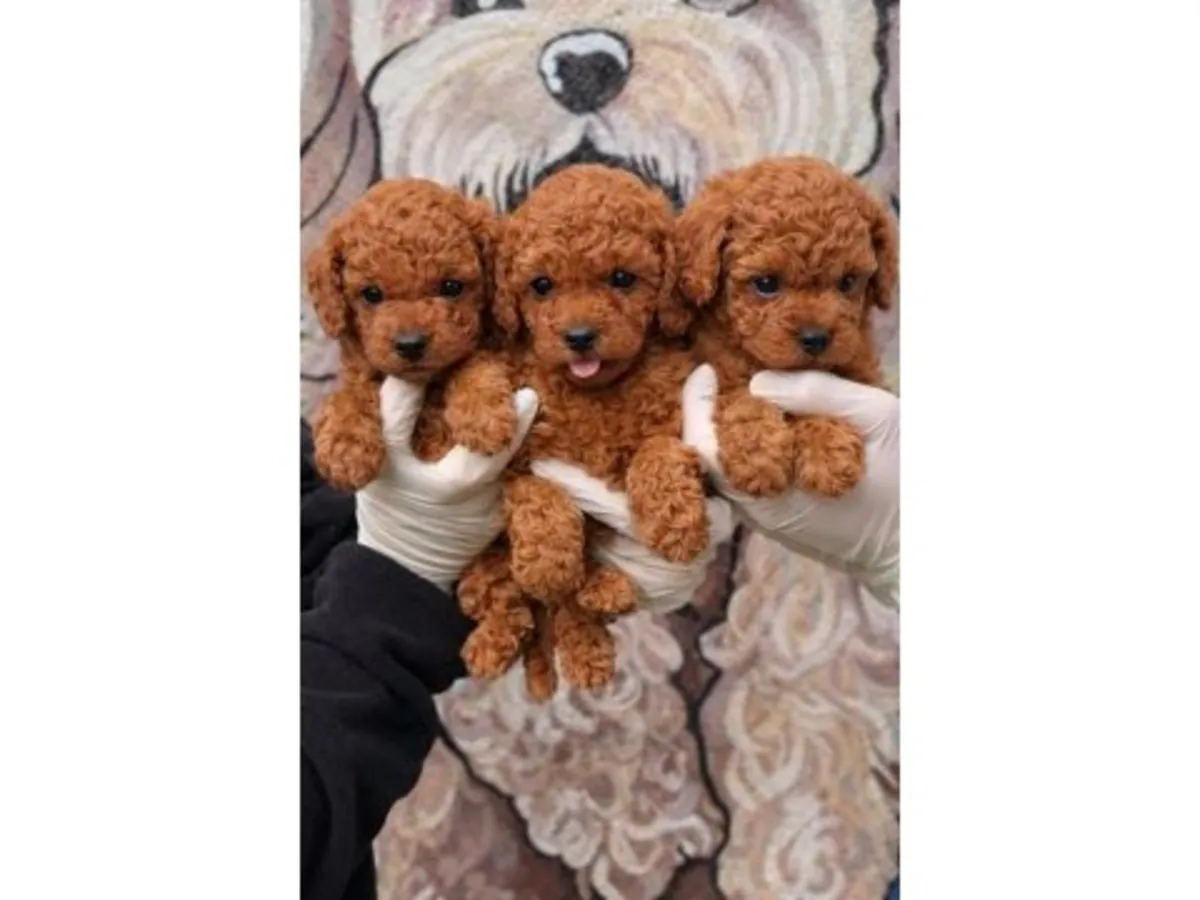 Темно-коричневая самка померанского шпица - отдается бесплатно только в надежную семью.