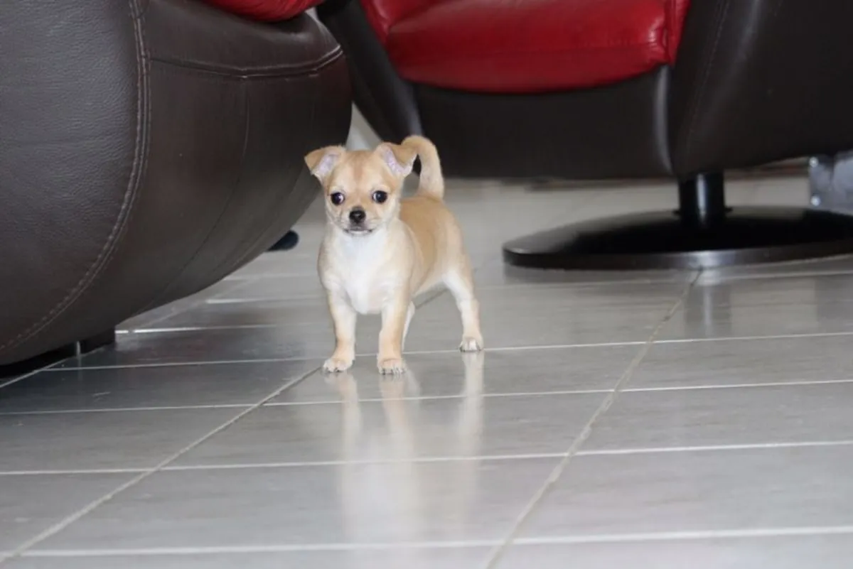 Superbe chiot chihuahua a ceder