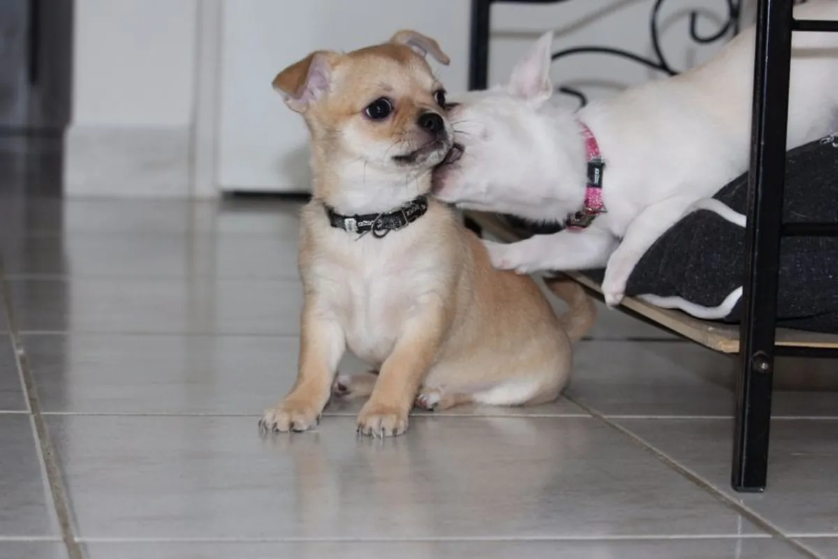 Superbe chiot chihuahua a ceder