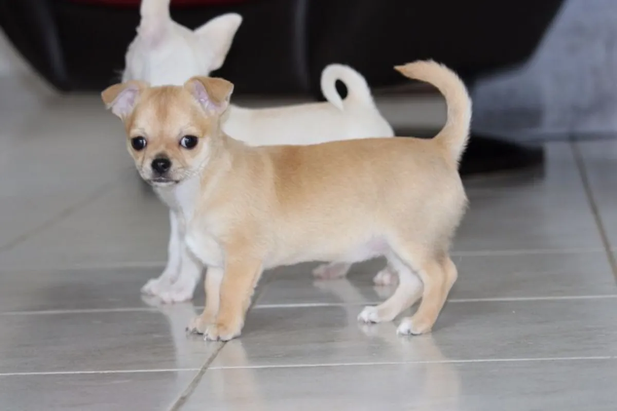 chiot chihuahua  a offrir