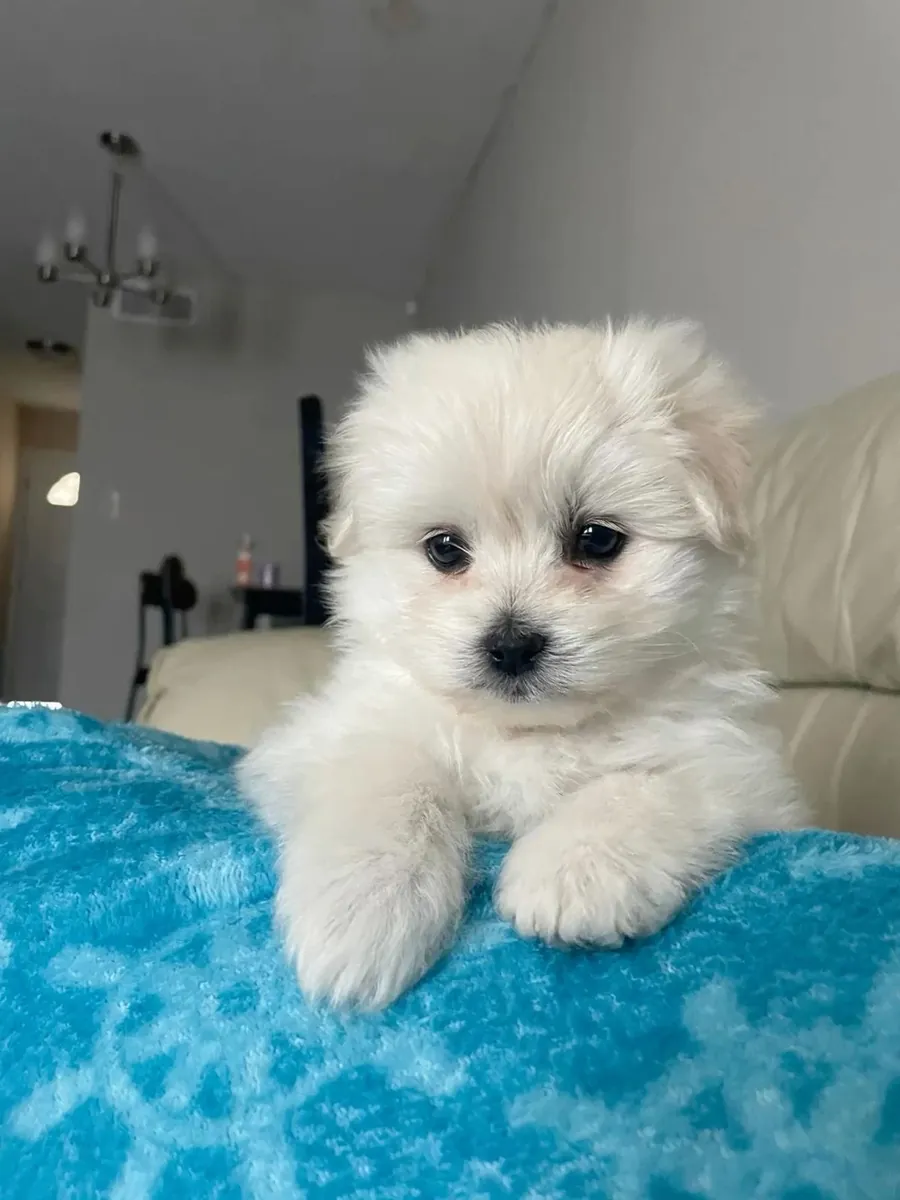 adorable petit chiot maltais