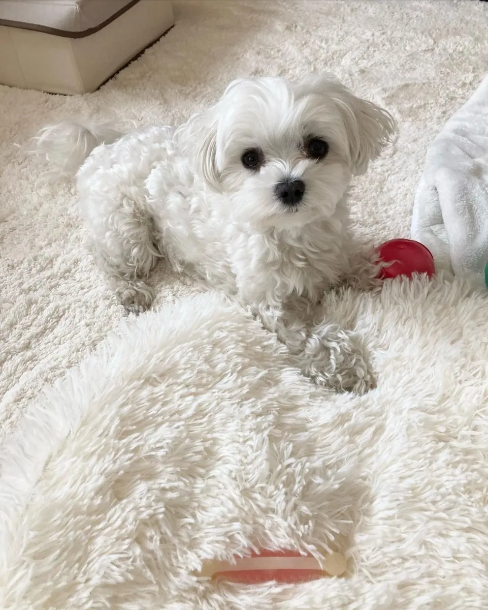 adorable petit chiot maltais